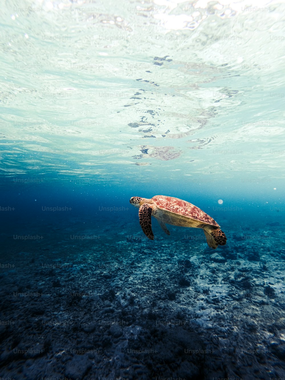 a turtle swimming in the water