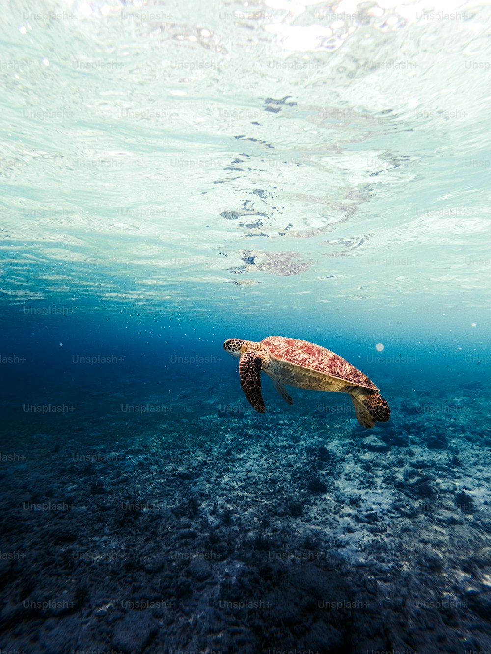 Eine Schildkröte, die im Wasser schwimmt