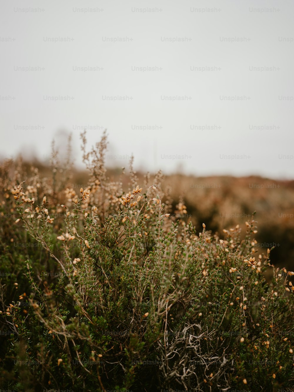 a field of plants