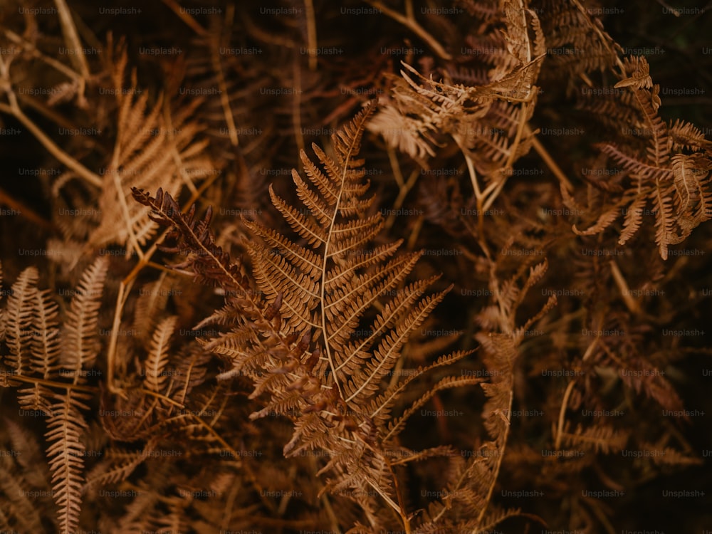 um close up de um pinheiro