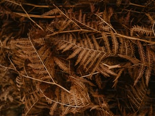 a close up of a pine cone