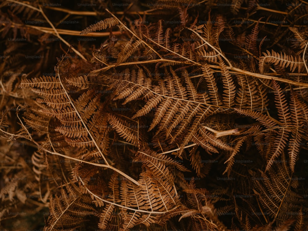 a close up of a pine cone