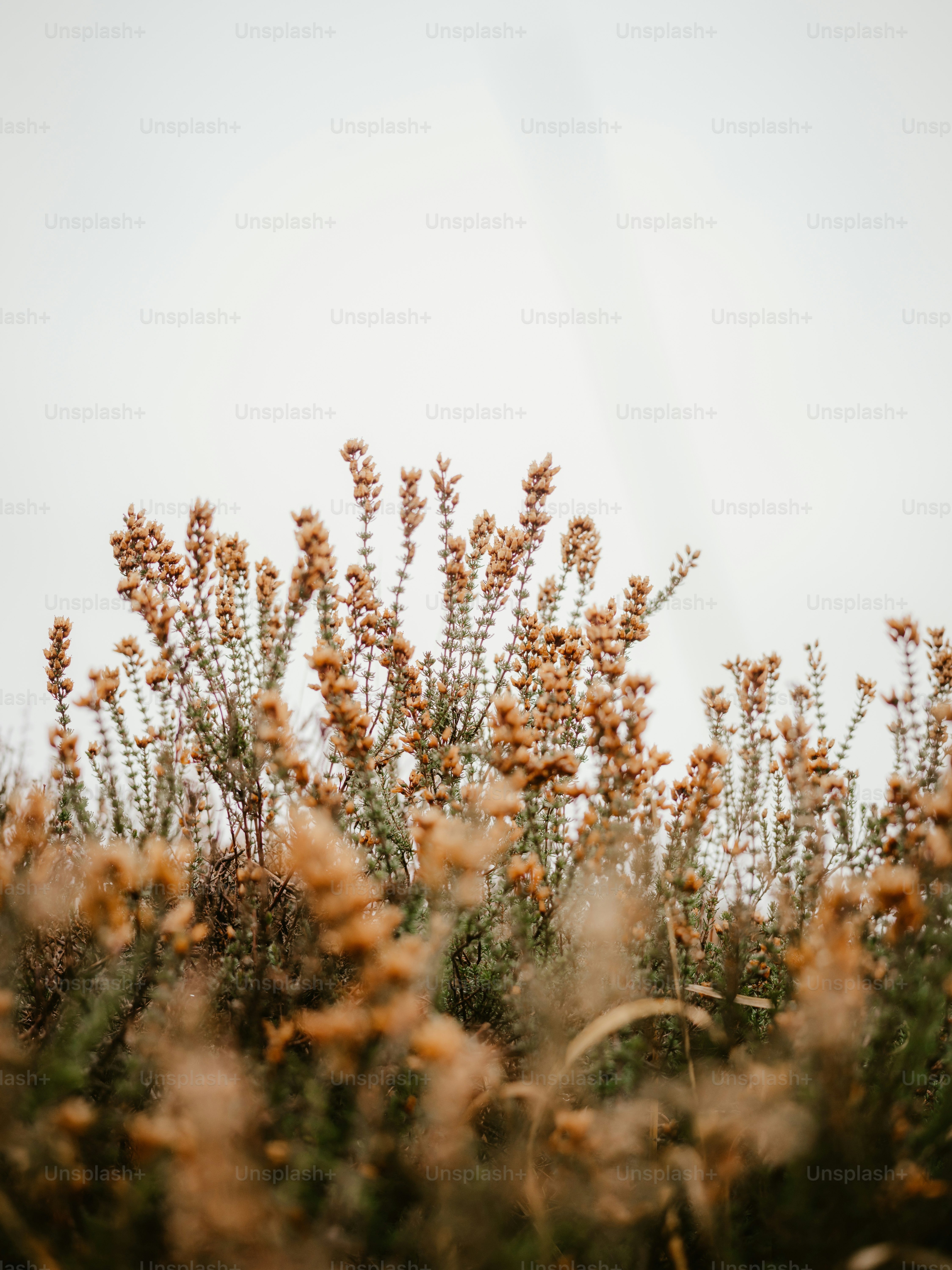 a close up of a plant