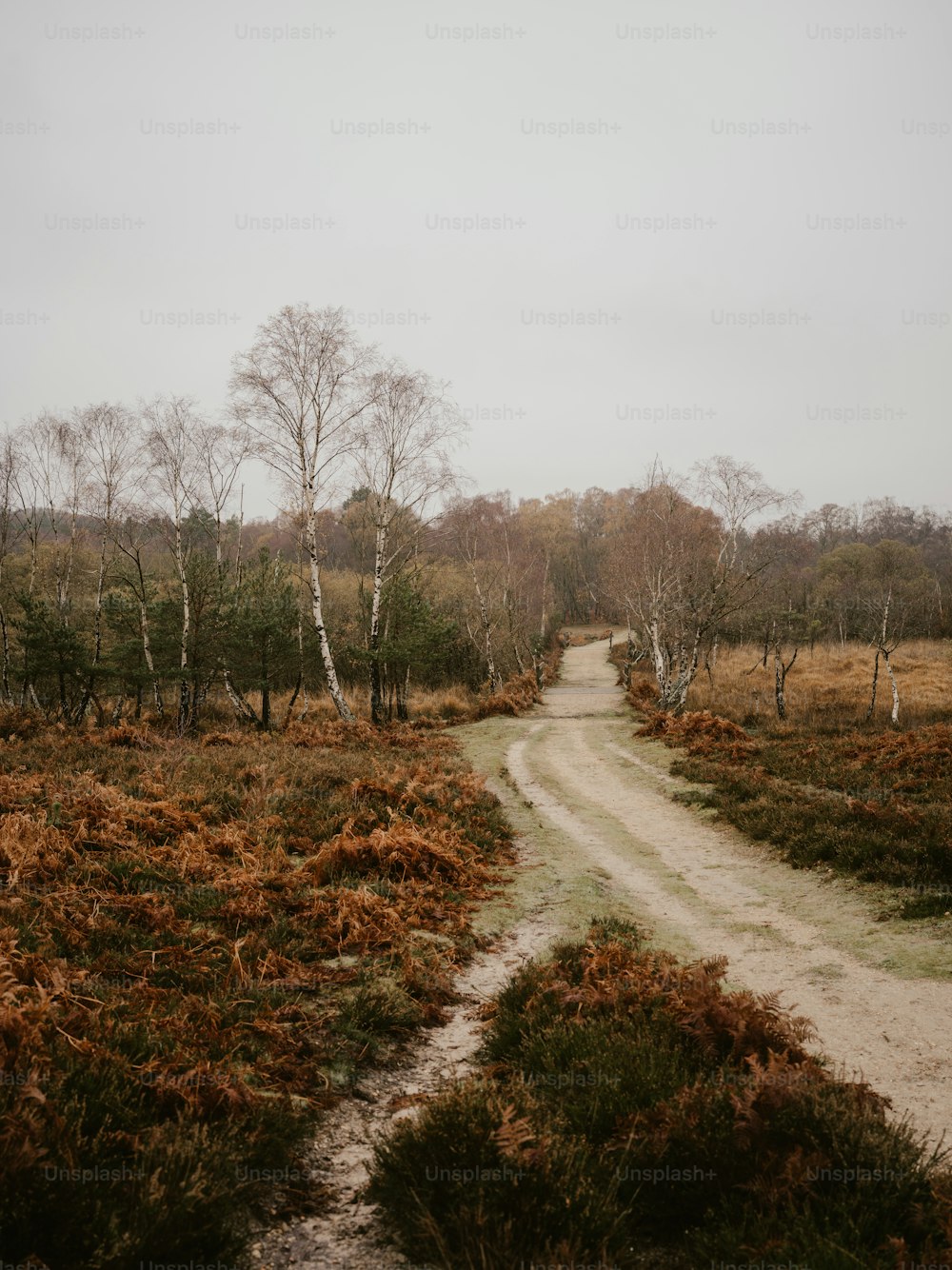 un chemin de terre avec des arbres de chaque côté