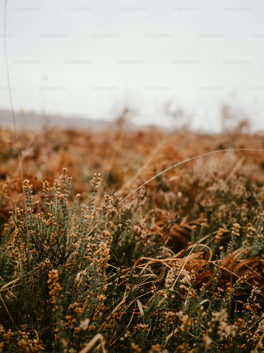 a field of plants