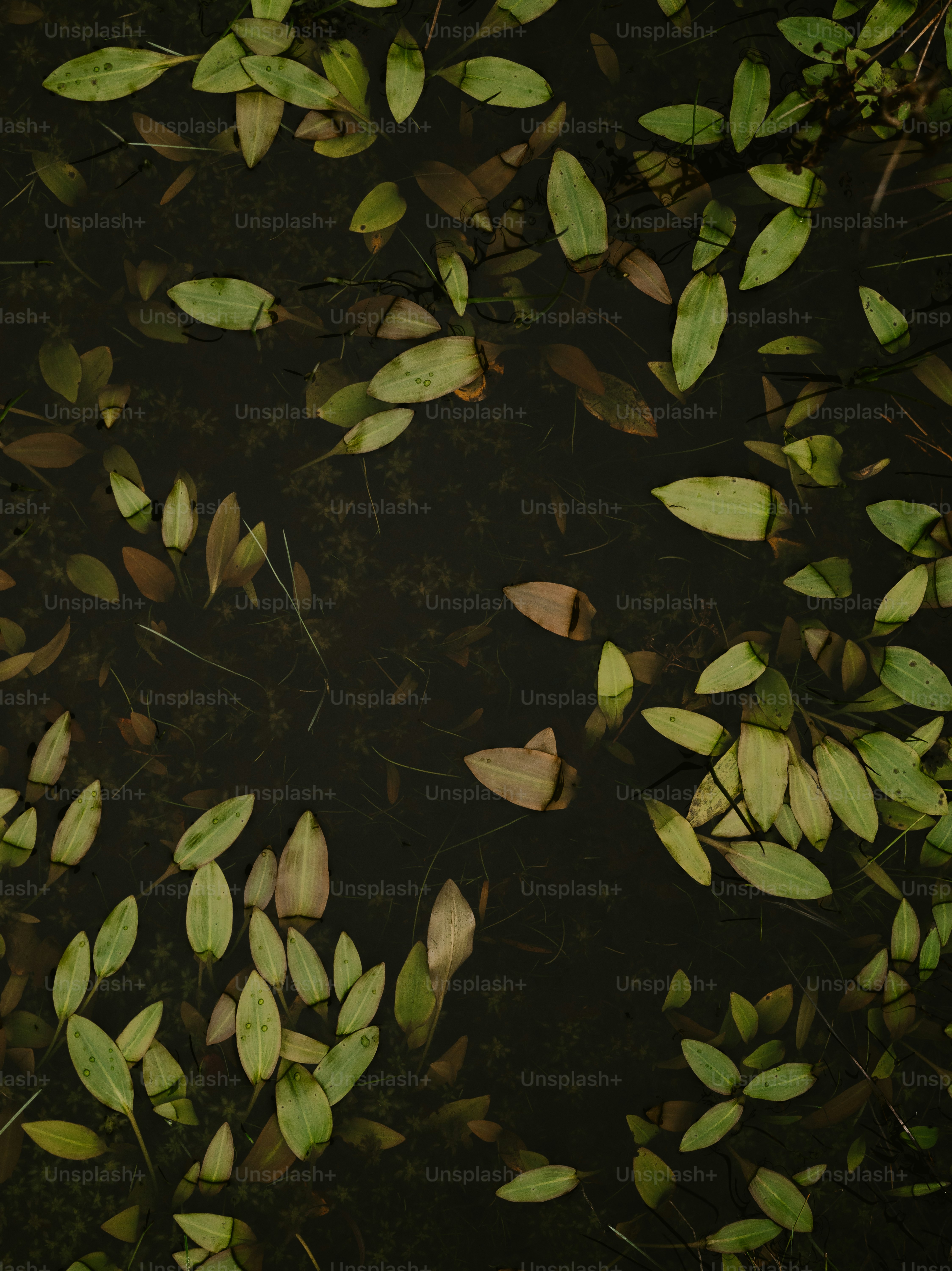 a group of butterflies on a leafy green plant