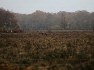 Un ciervo en un campo