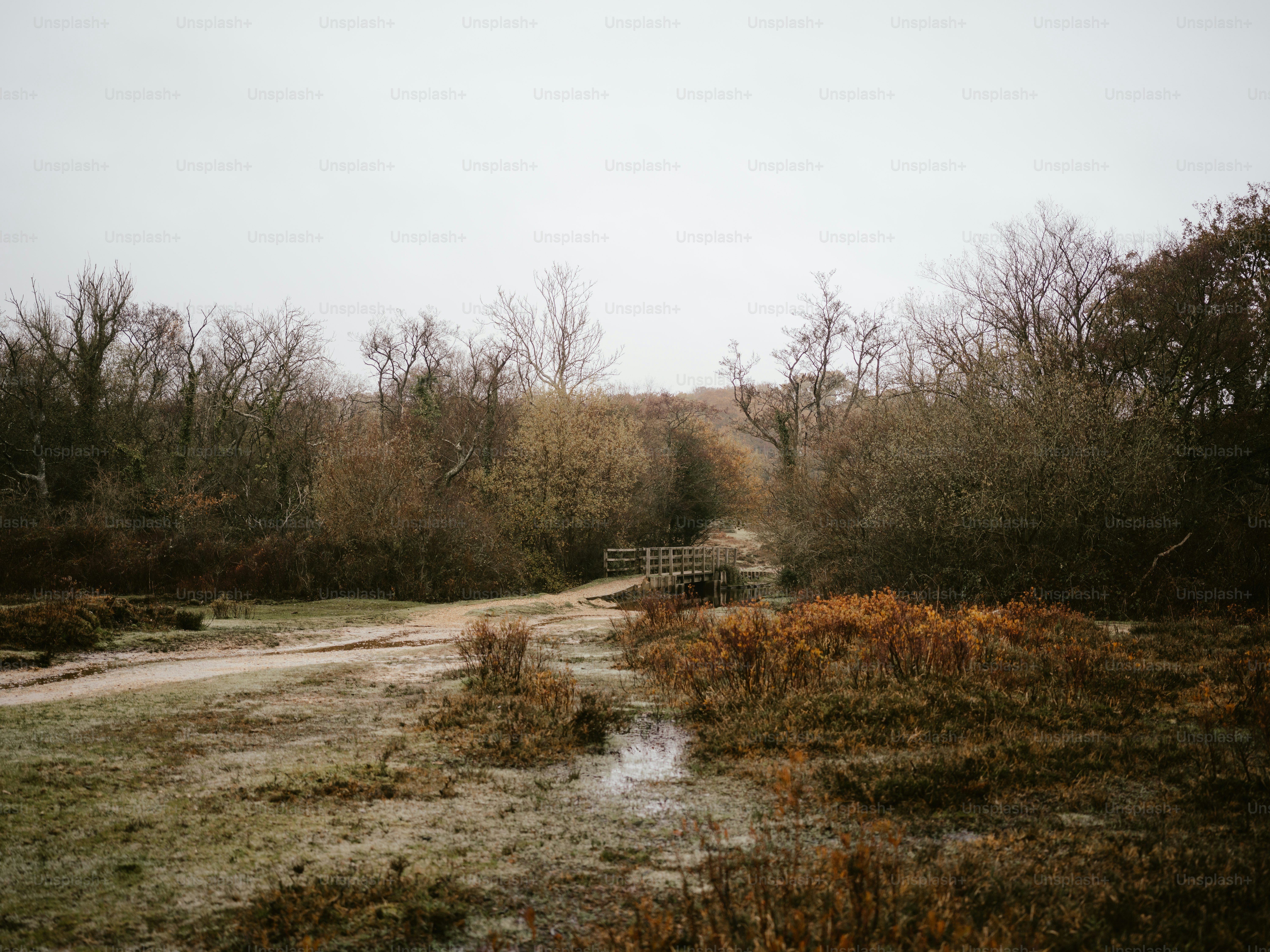 a dirt road with trees on either side of it