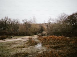 a dirt road with trees on either side of it