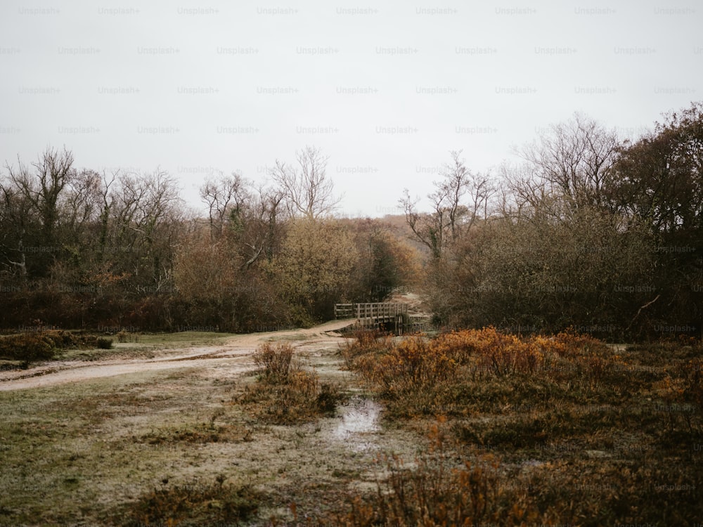 a dirt road with trees on either side of it