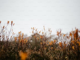 a field of plants