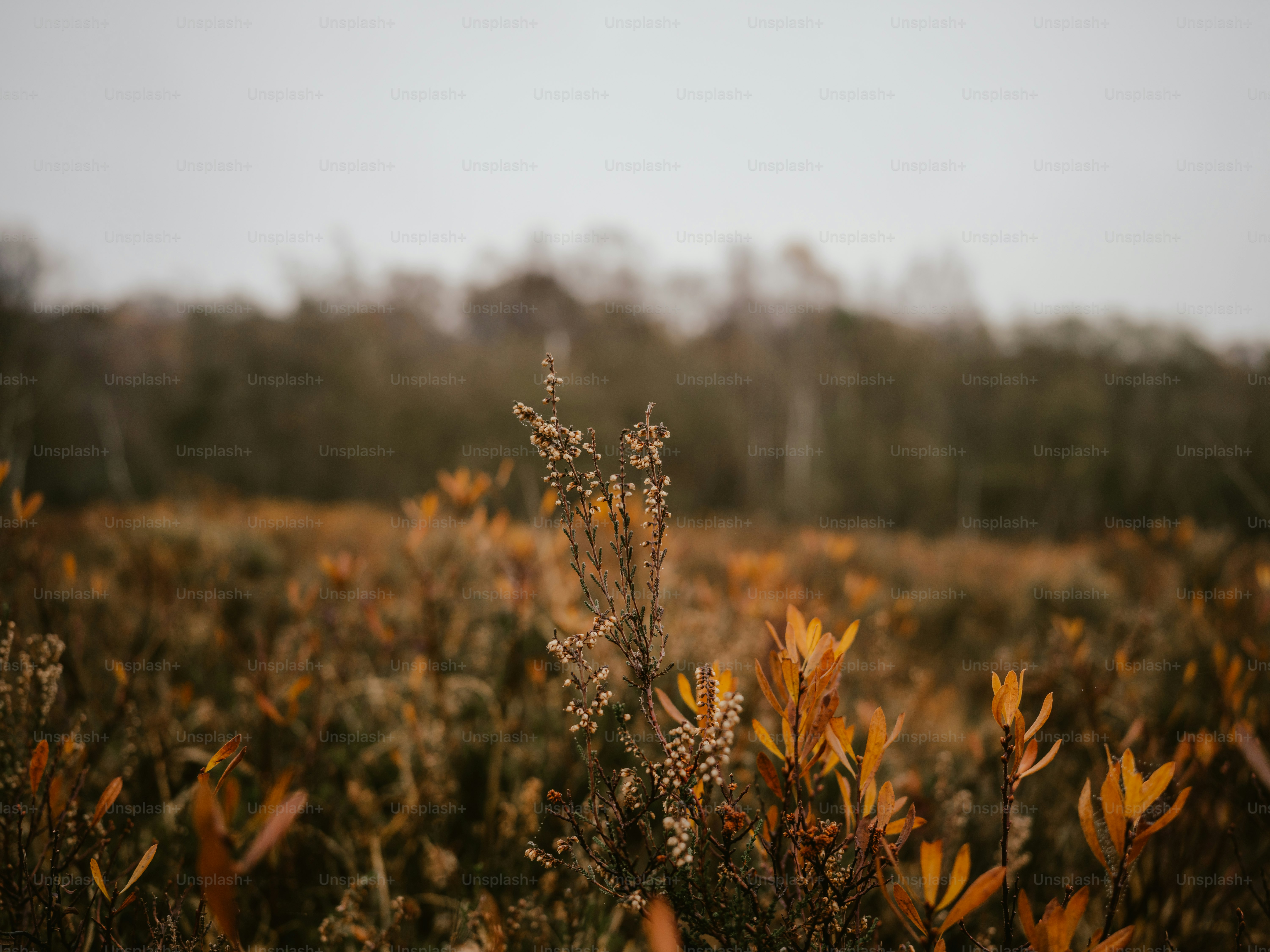a close-up of a plant