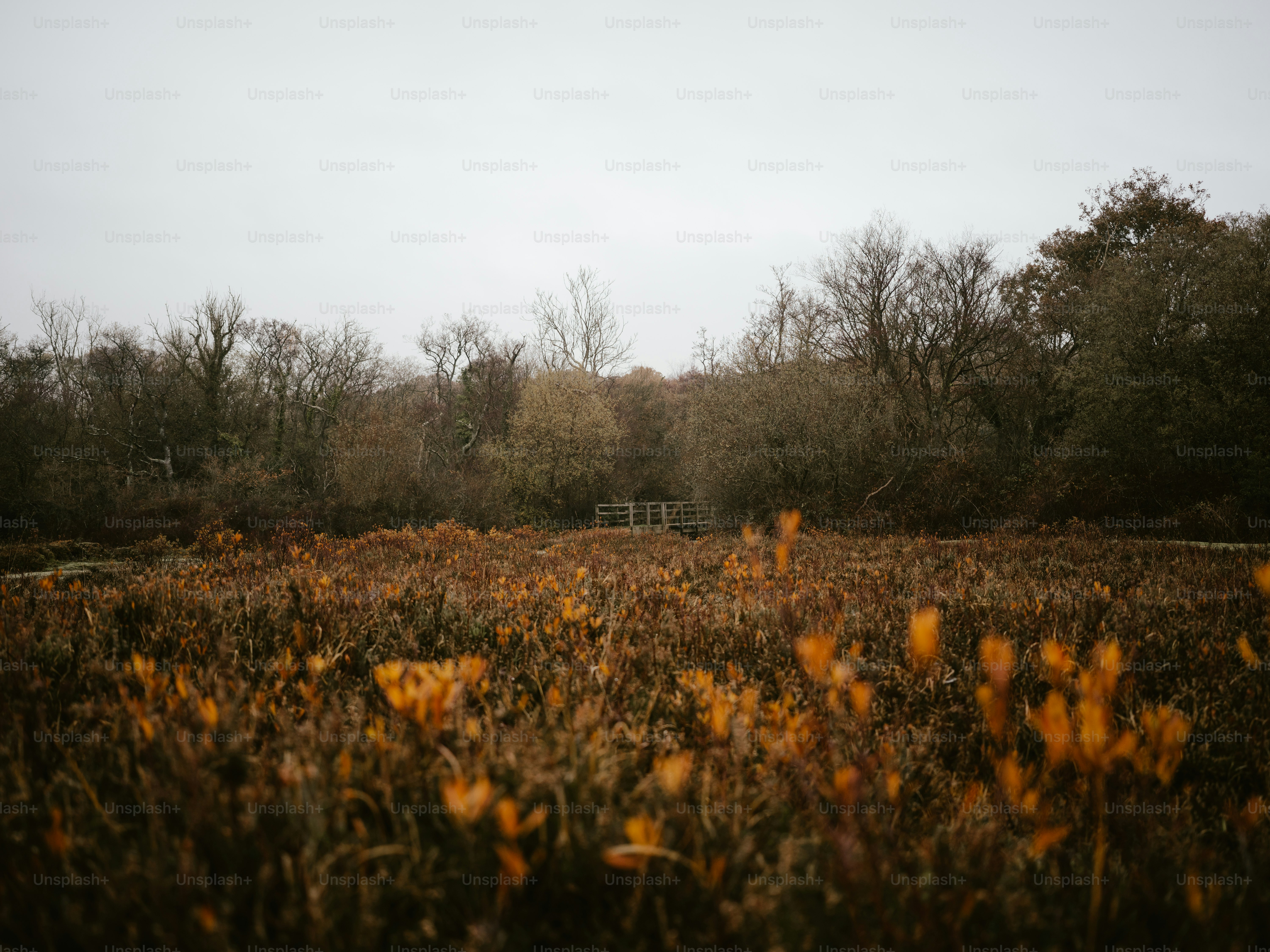 a field of yellow flowers