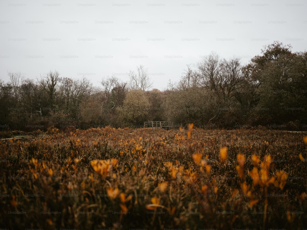 ein Feld mit gelben Blumen