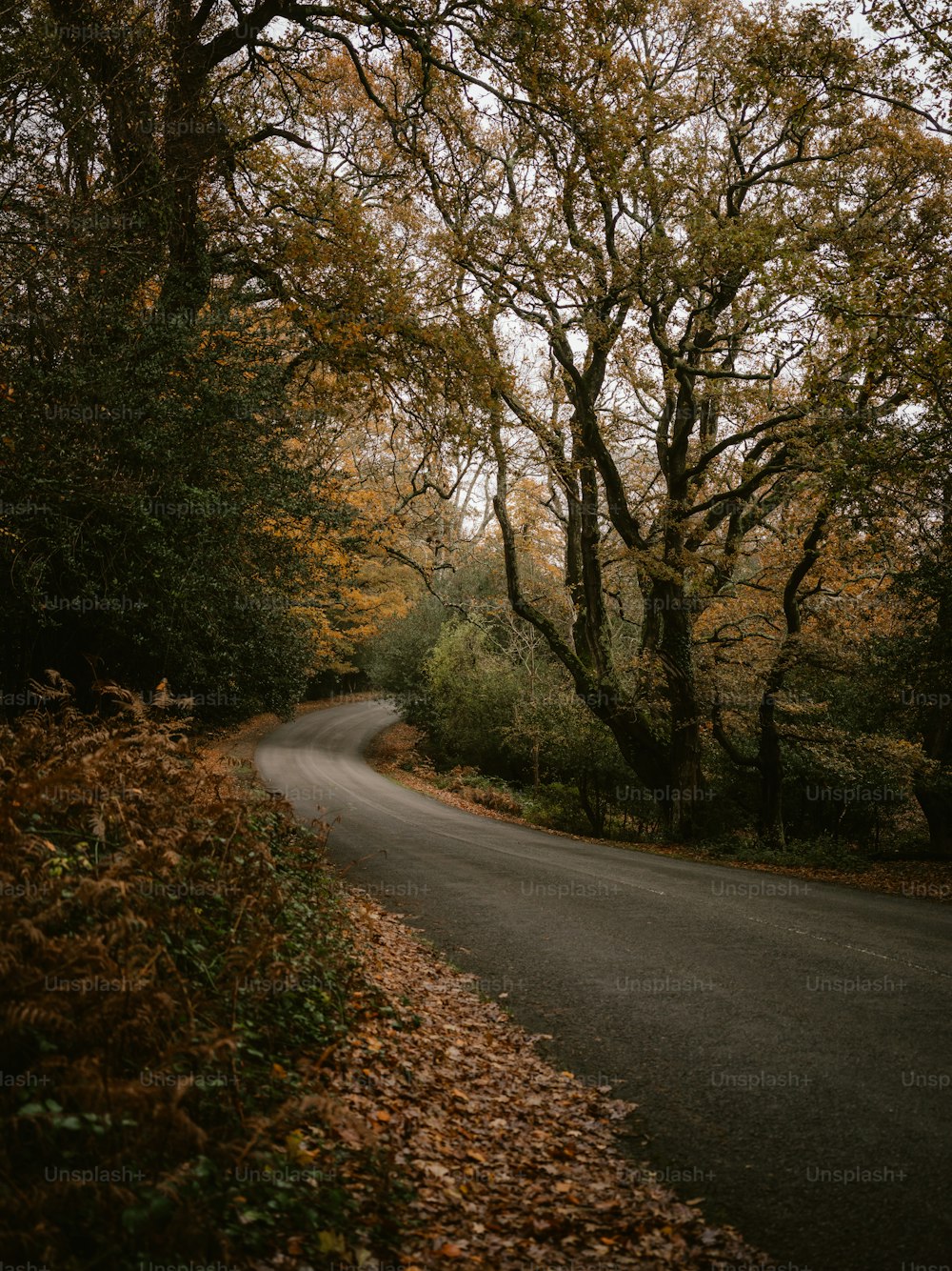 a road with trees on the side