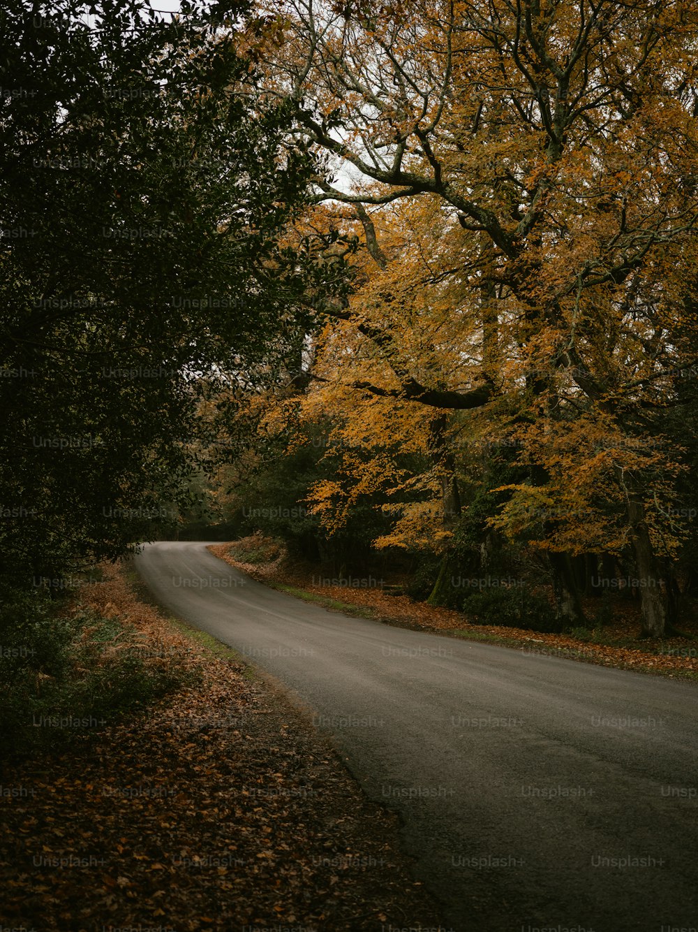 a road with trees on either side