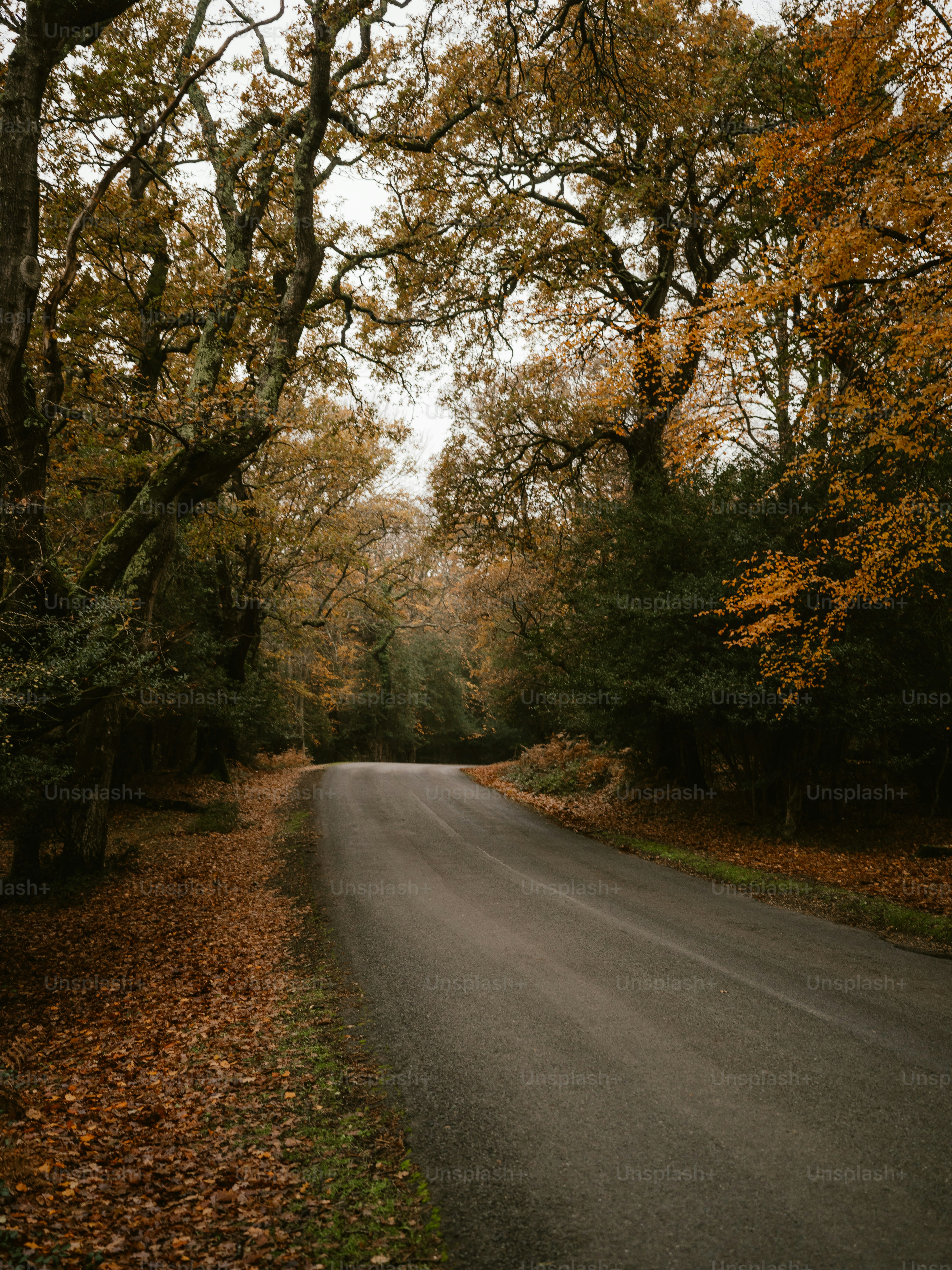 a road with trees on either side