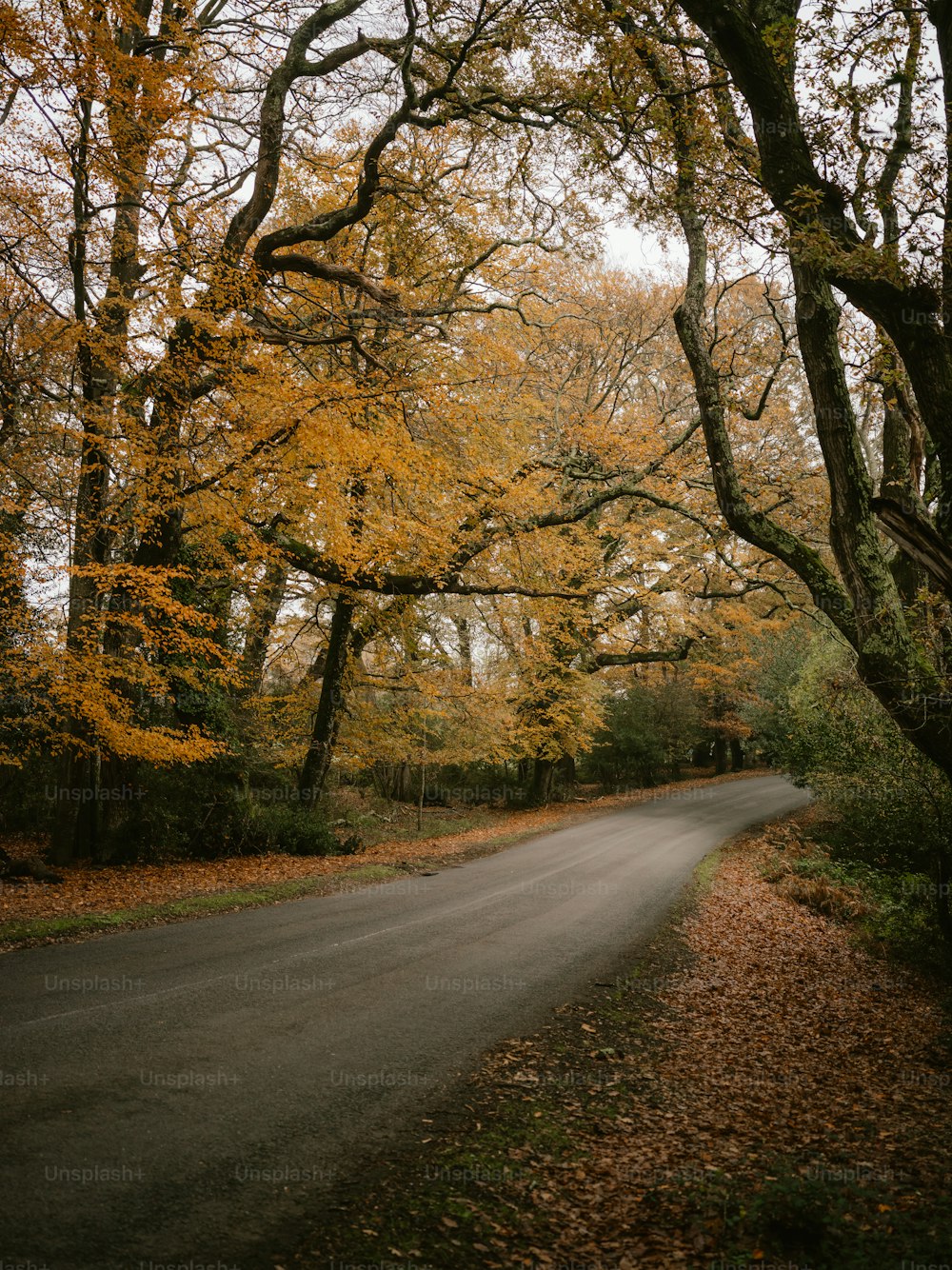 a road with trees on either side