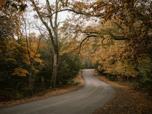 uma estrada com árvores de ambos os lados