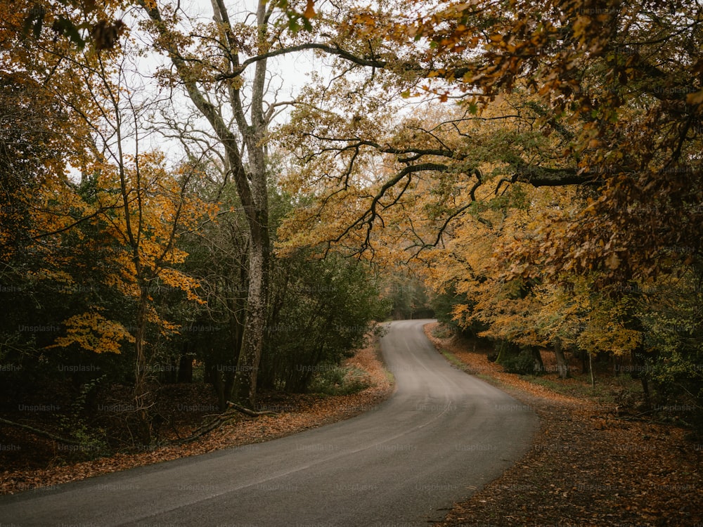 1000+ Forest Road Pictures  Download Free Images on Unsplash