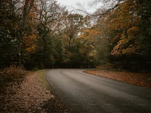 uma estrada com árvores de ambos os lados