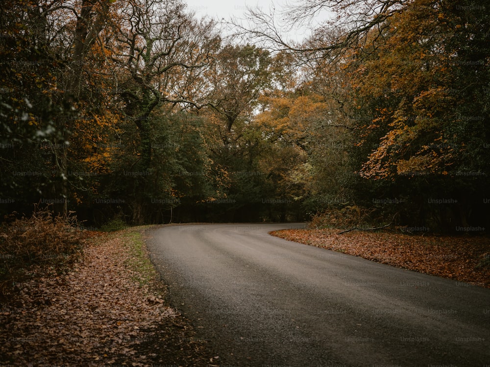 a road with trees on either side