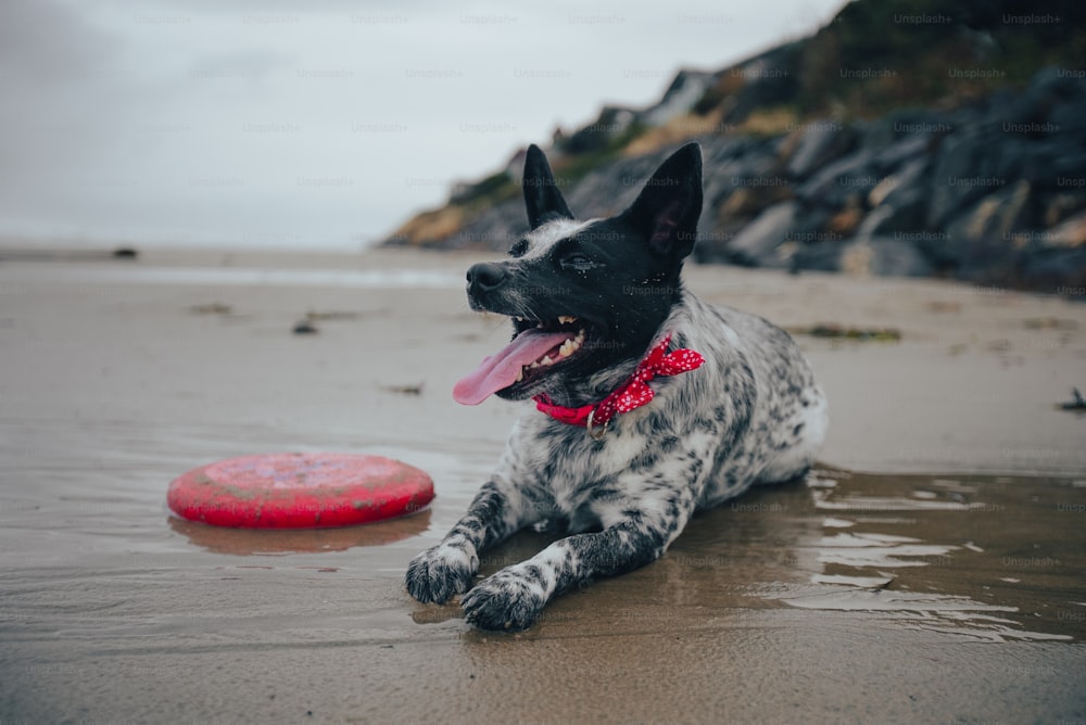 a dog playing with a frisbee on the beach