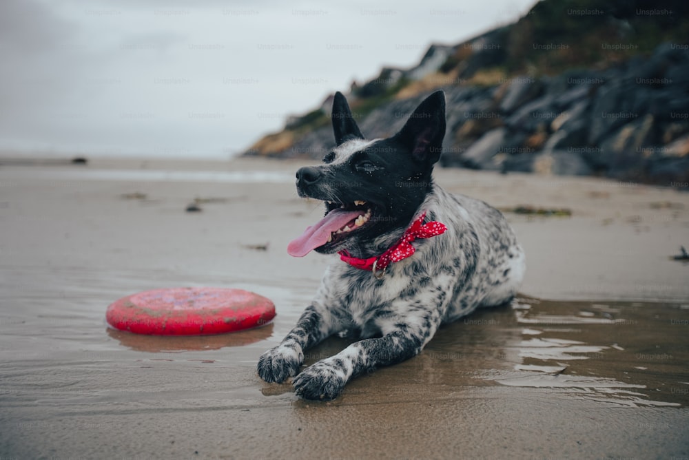 Ein Hund spielt mit einem Frisbee am Strand
