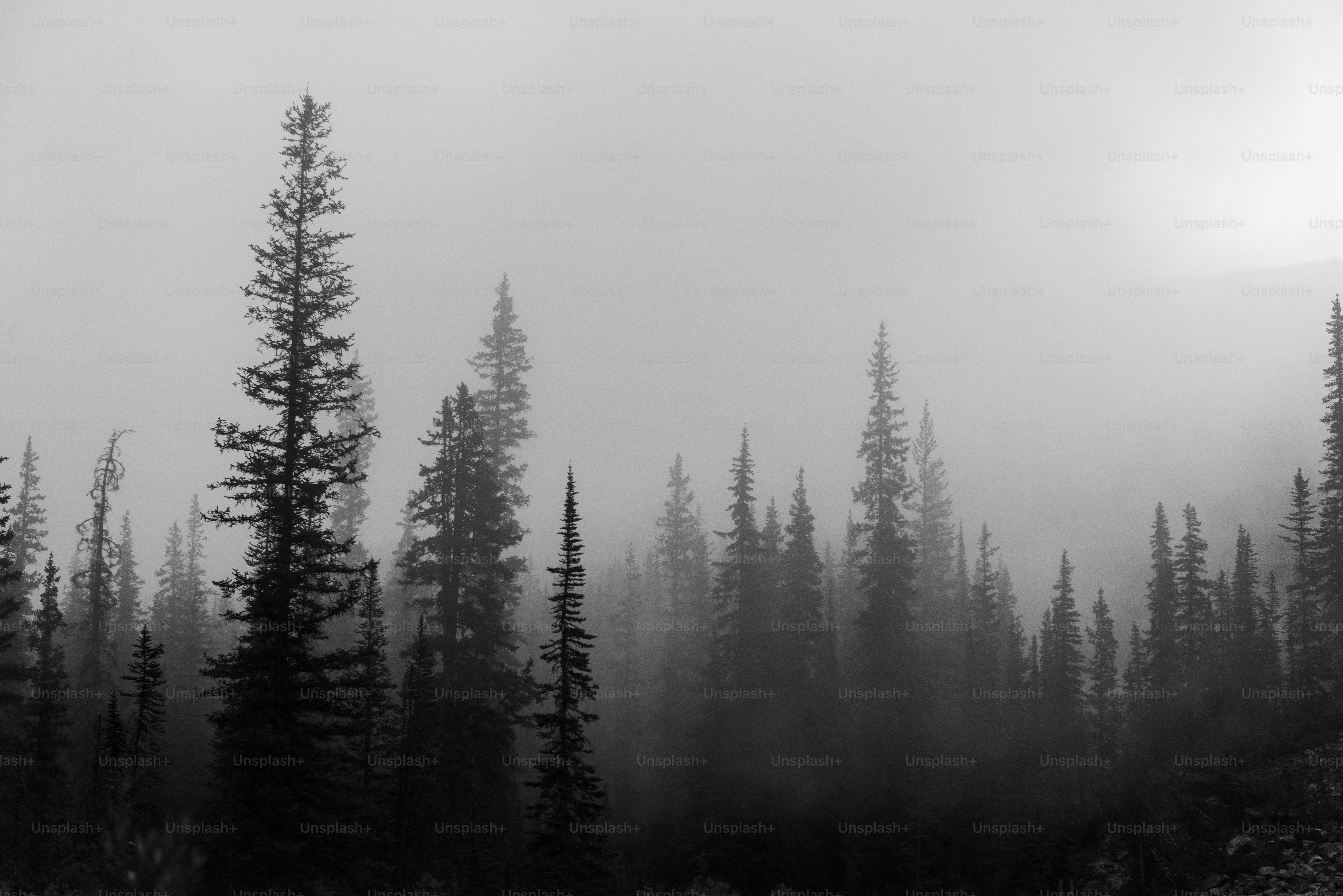 50,000+ Dark Woods Pictures | Download Free Images on Unsplash, image size:3000x2002