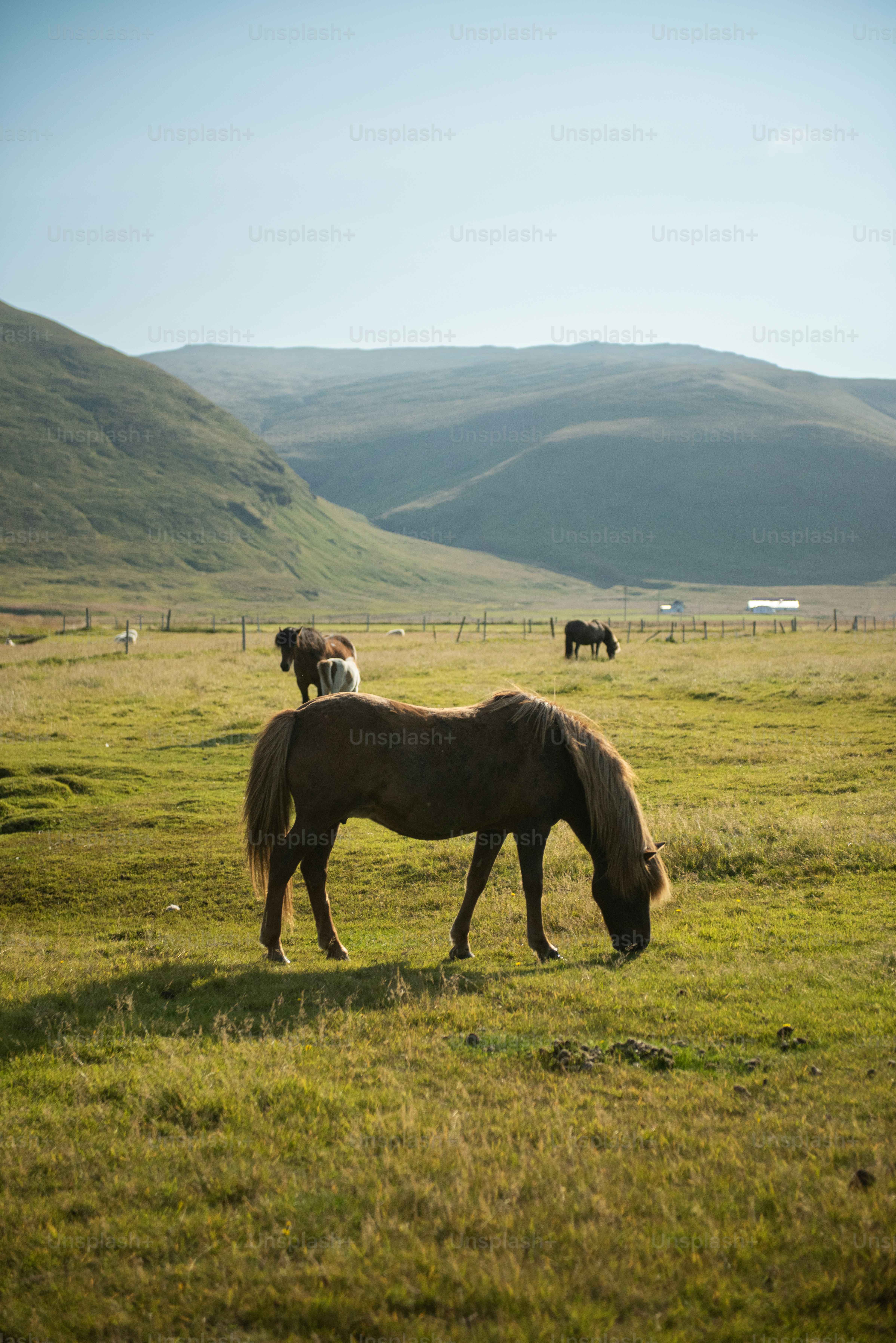 Caballos pastando en un campo