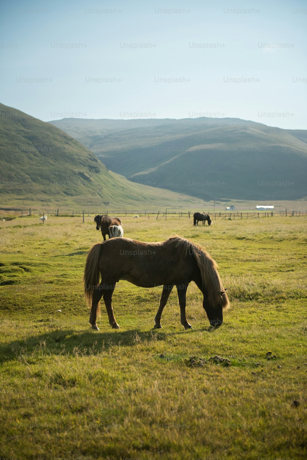 Cavalli al pascolo in un campo