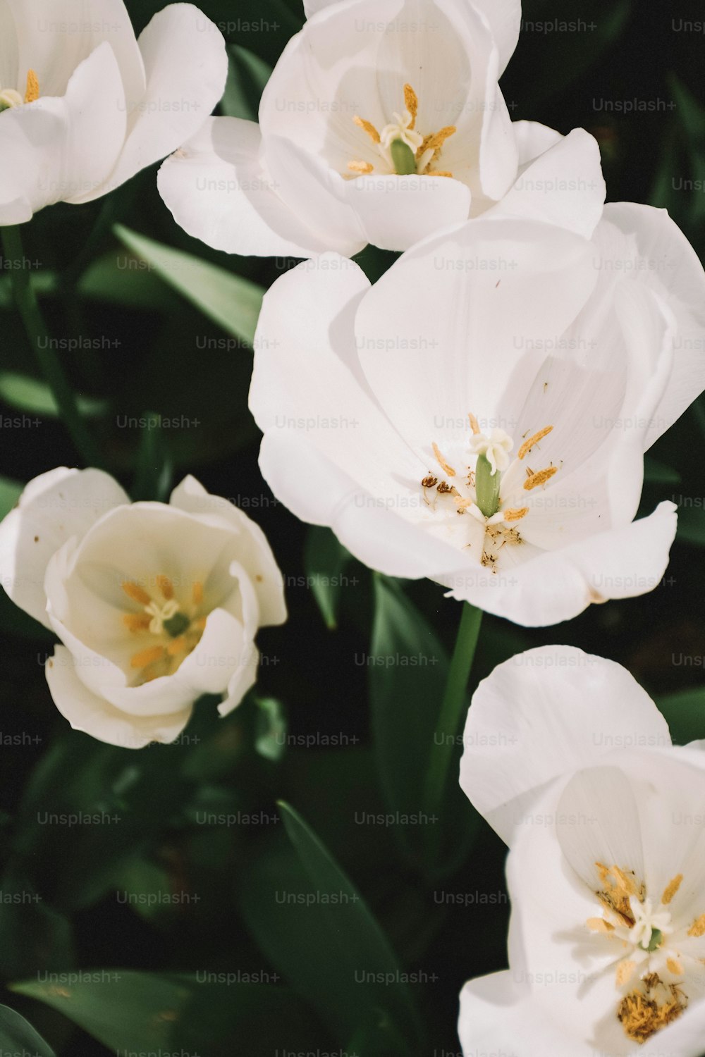 Un grupo de flores blancas