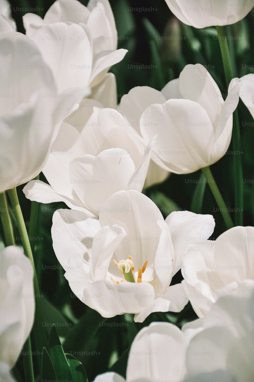 um close up de flores brancas