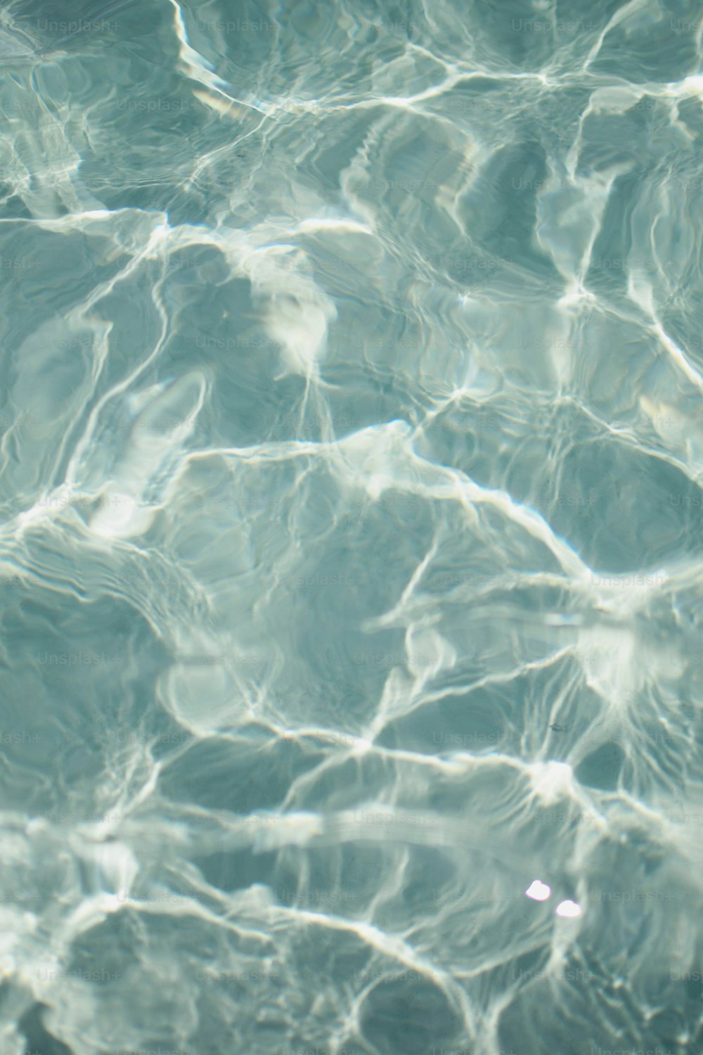 clear water with small white objects