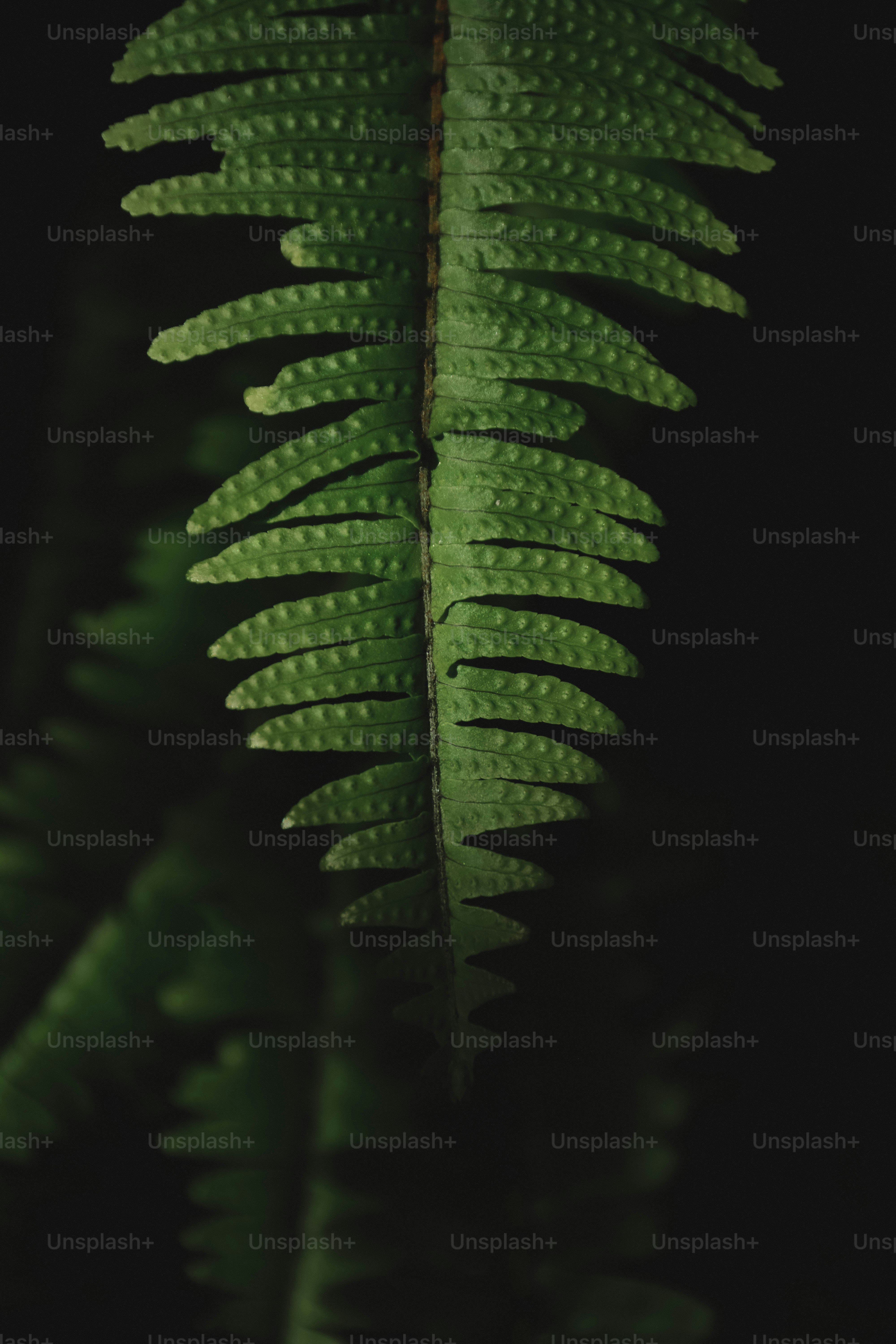 a close up of a leaf