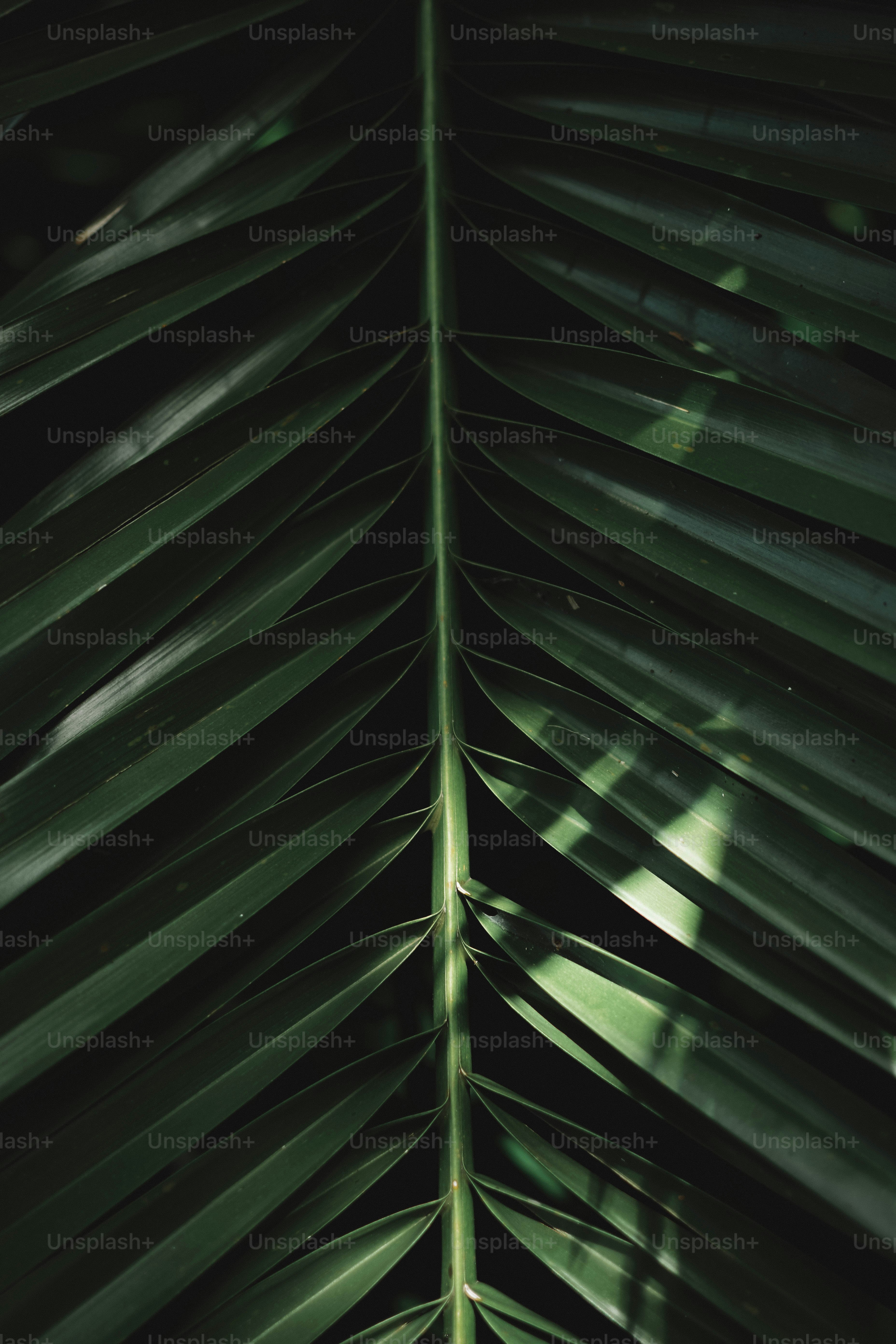 Un primer plano de una planta