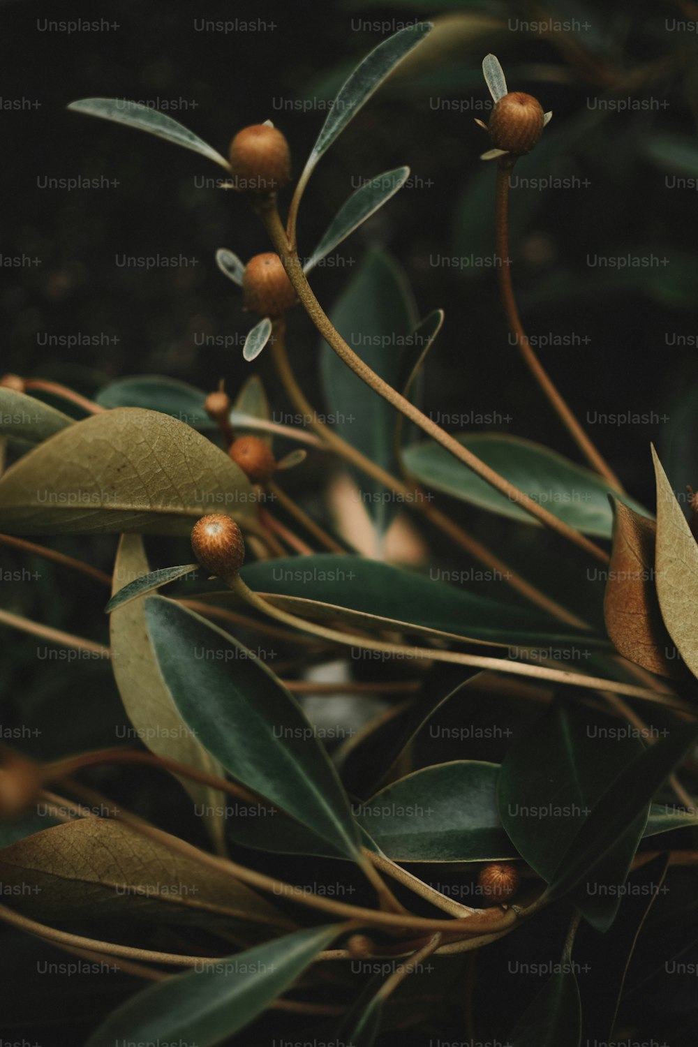 a close-up of a plant