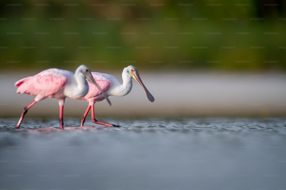 a group of birds walk across a body of water