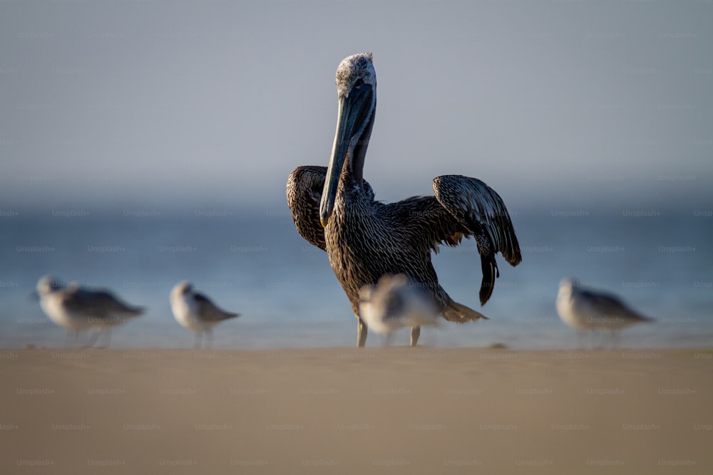 a group of birds on a beach