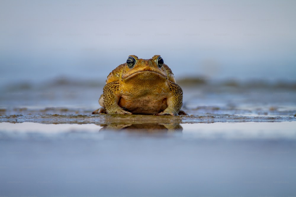 a frog in the water