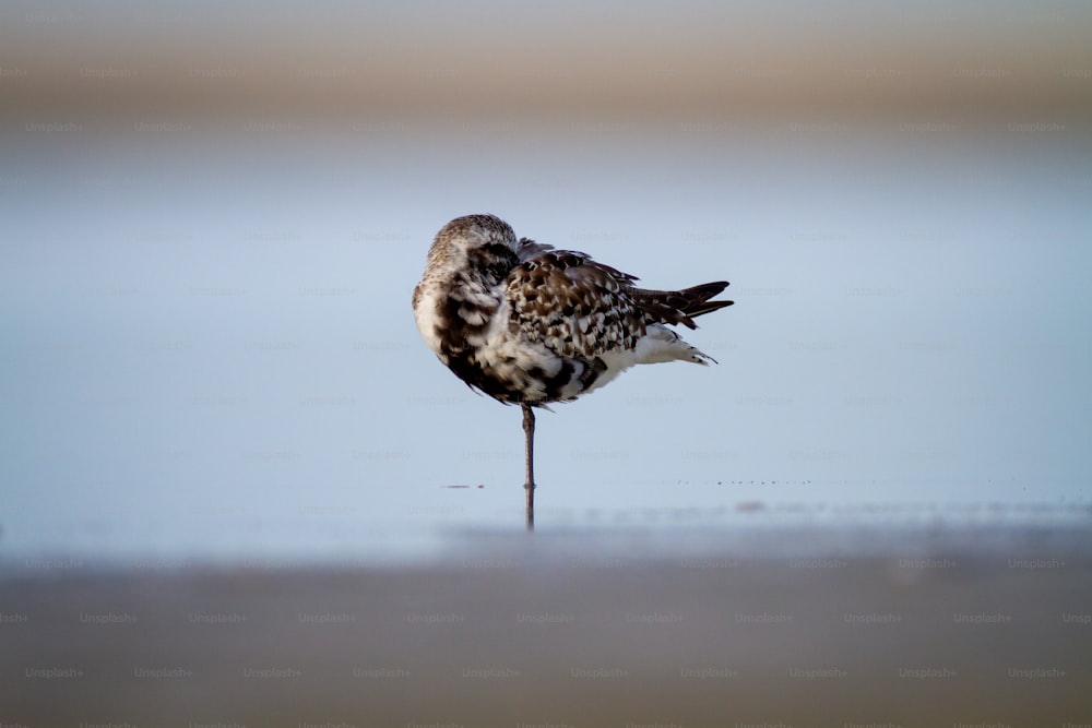 un uccello in piedi su una spiaggia