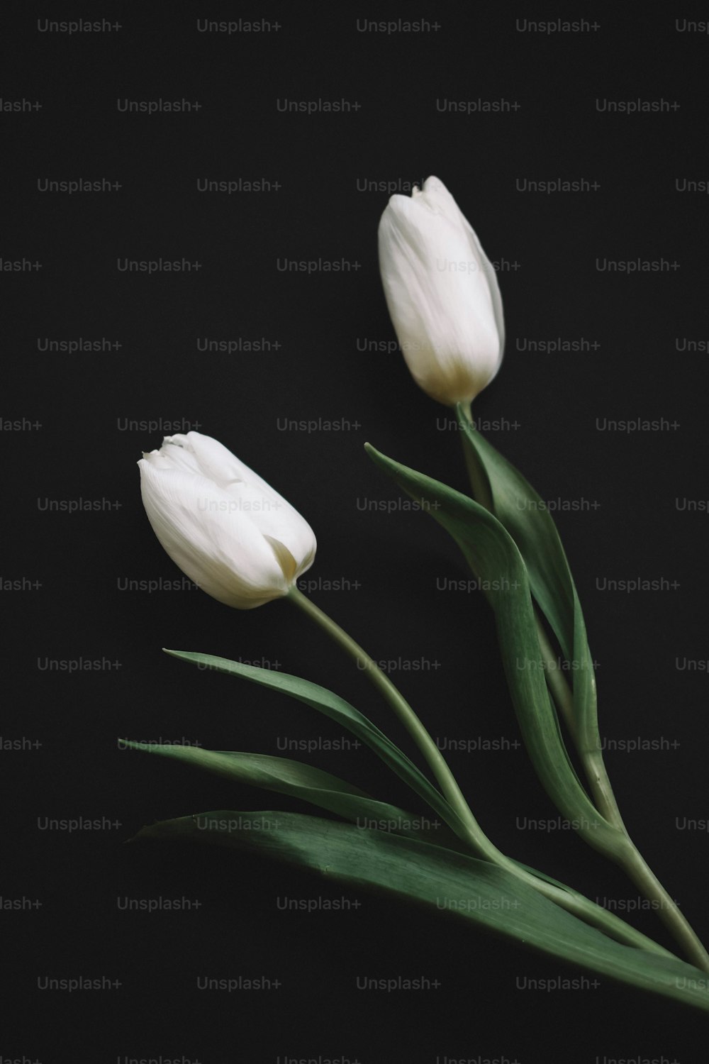 Dos Tulipán Negro En Flores Fotos, retratos, imágenes y fotografía de  archivo libres de derecho. Image 27683154