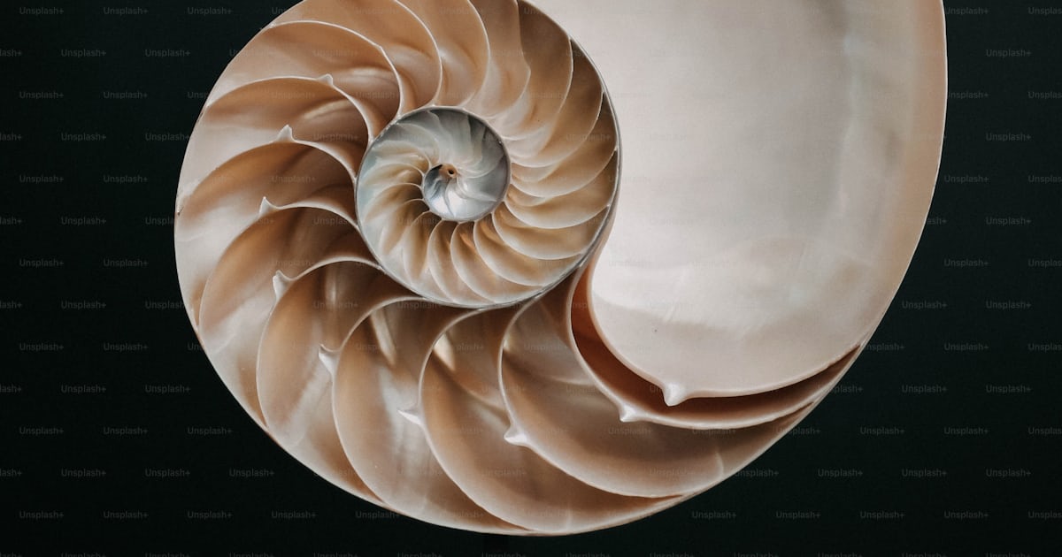 A sea shell with a black background photo – Shell Image on Unsplash