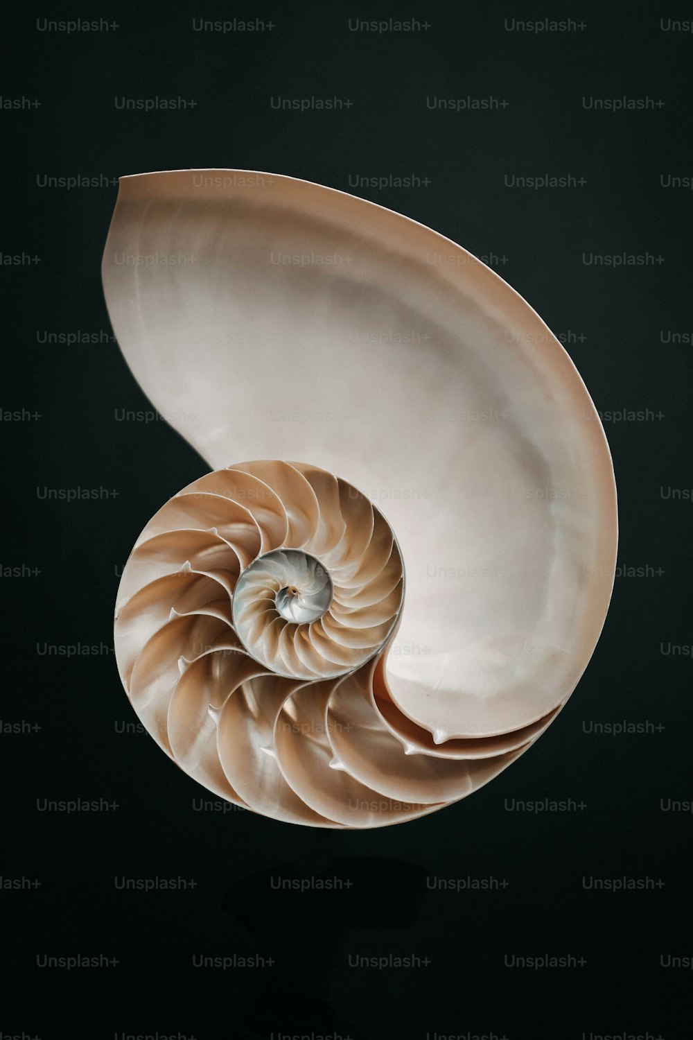 a sea shell with a black background
