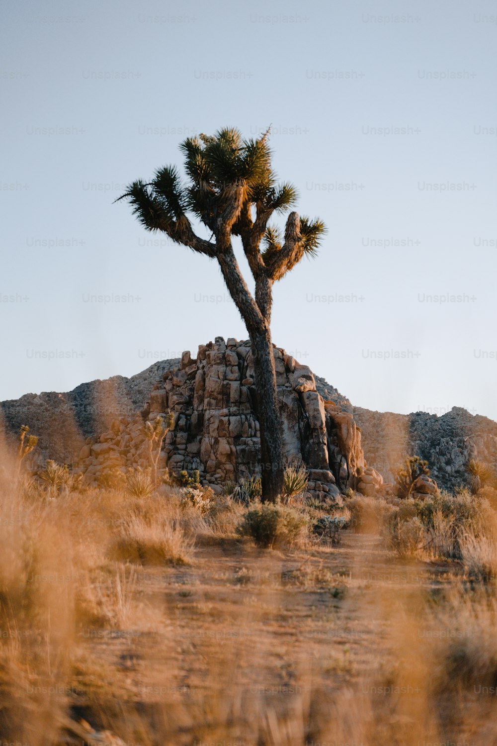 uma árvore em um deserto