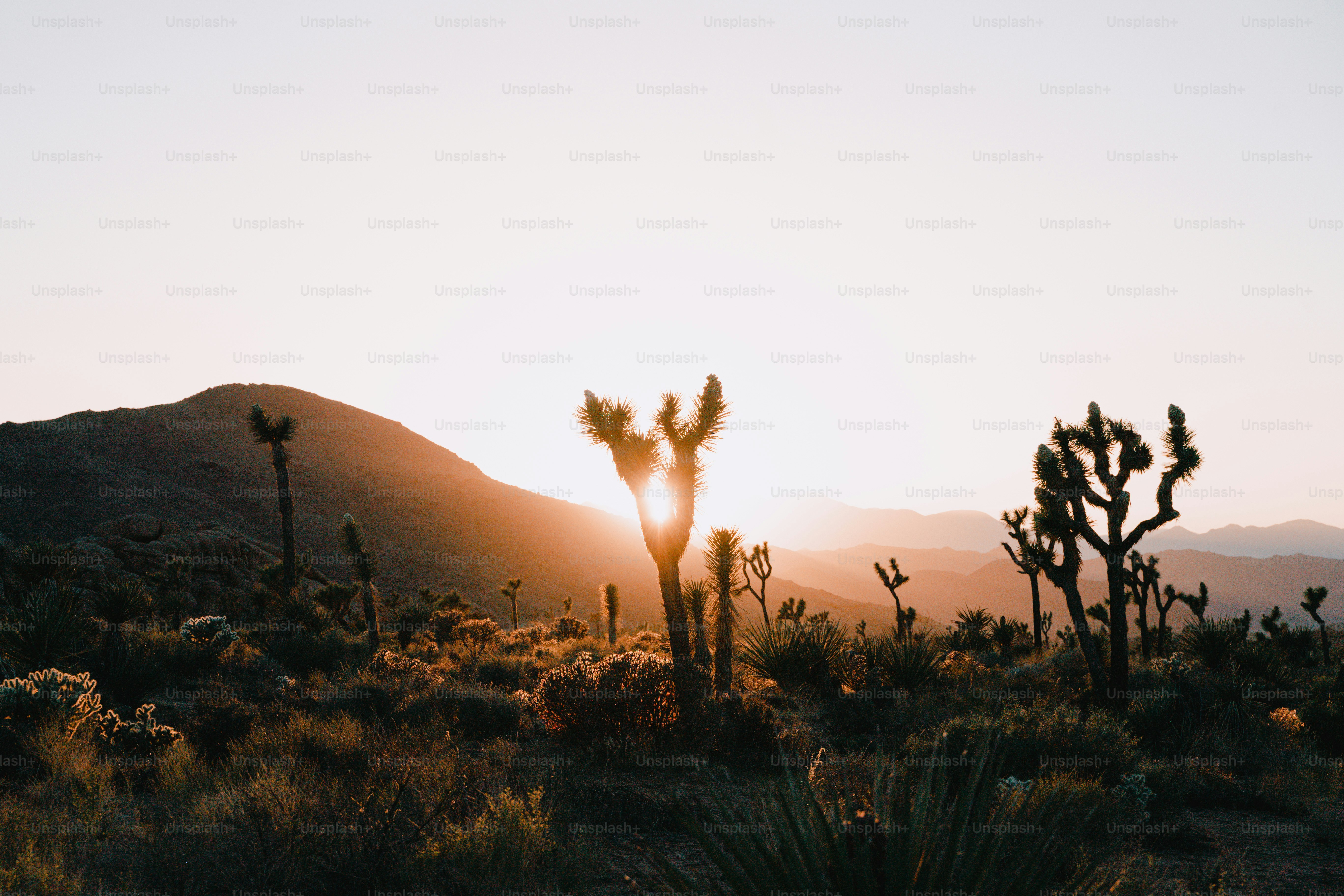 a field of plants with a sunset in the background