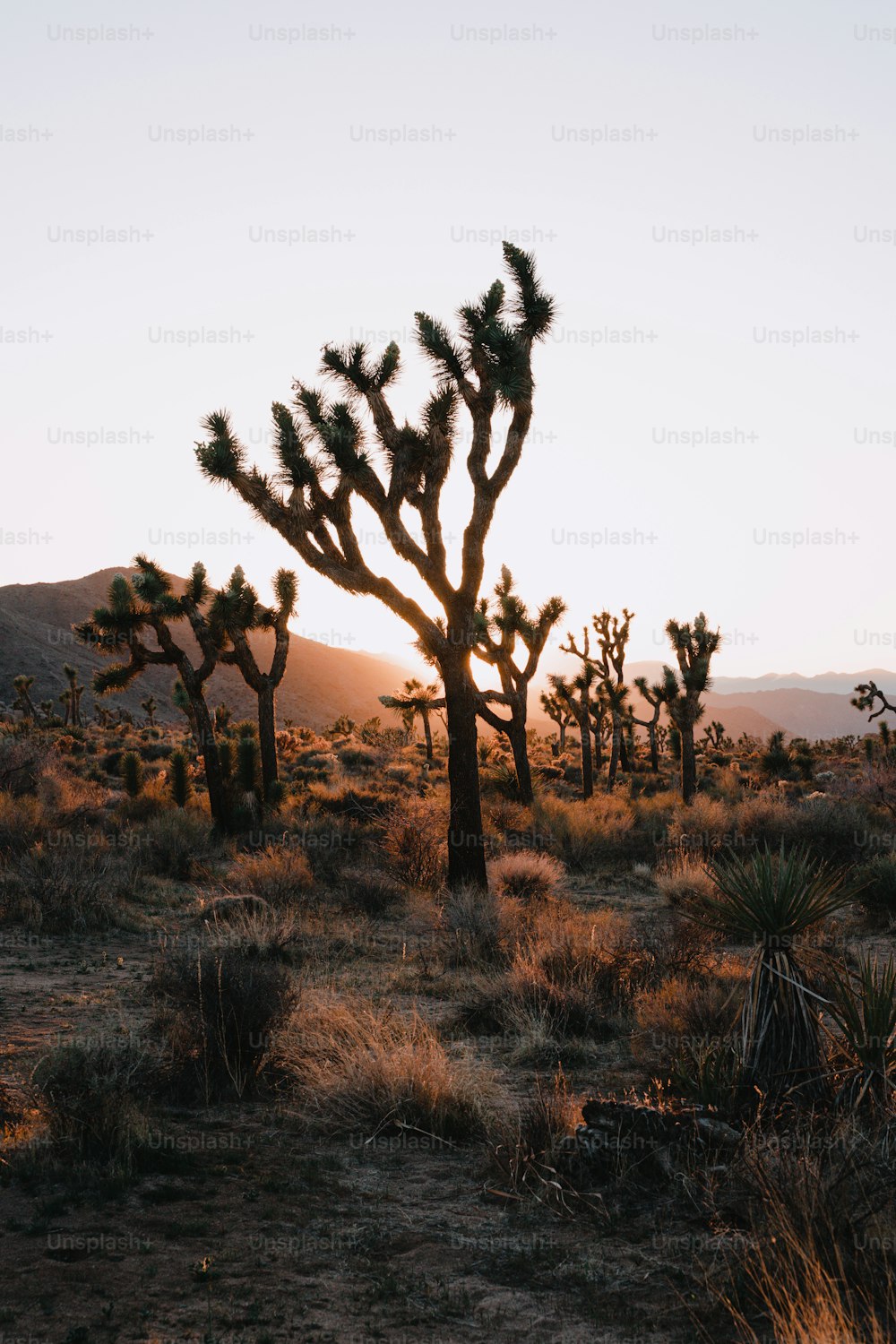 a group of trees in a desert