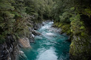 a river running through a forest