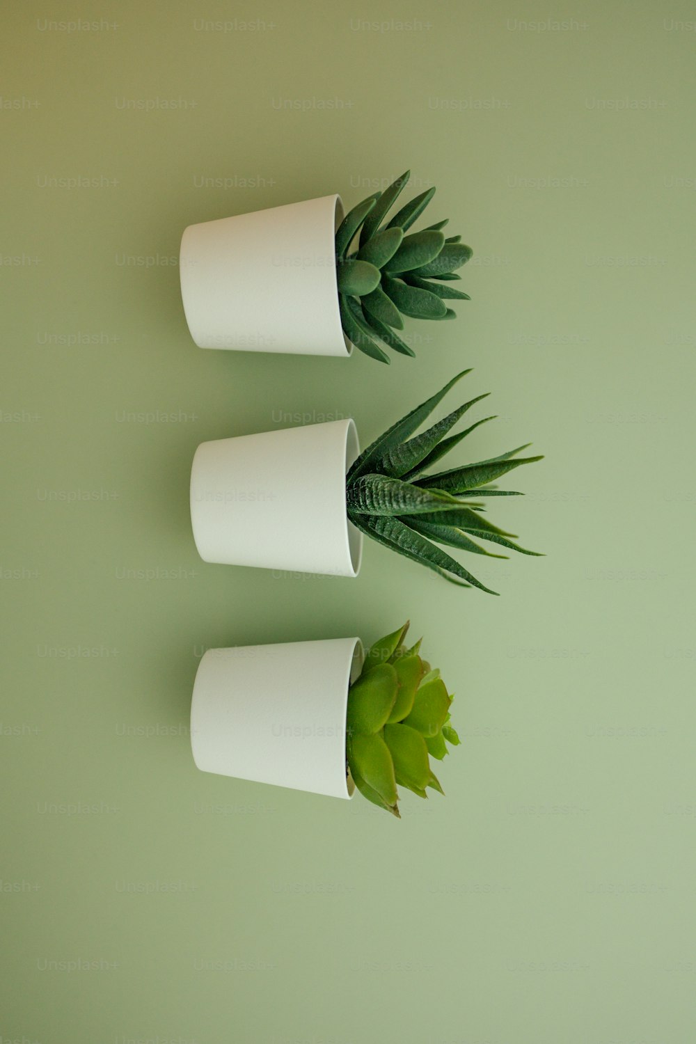 a wall with a plant and paper on it