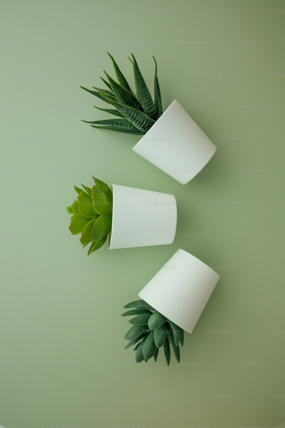 a wall with paper and a plant on it